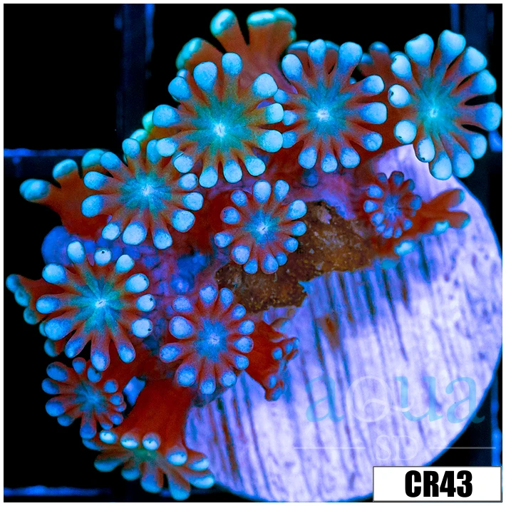 Aussie Ice Petals Alveopora