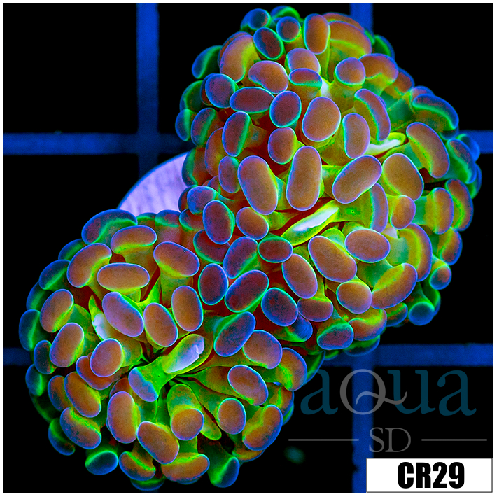 ASD Hologram Hammer