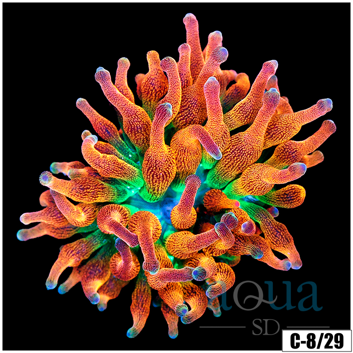 ASD Large Homegrown Rainbow Bubble Tip