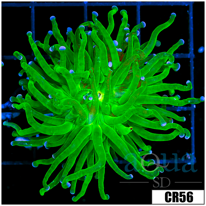 ASD Holy Grail Torch