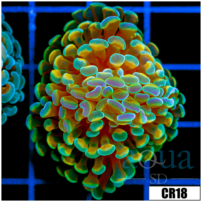 Indo Teal Dragon Scale Hammer