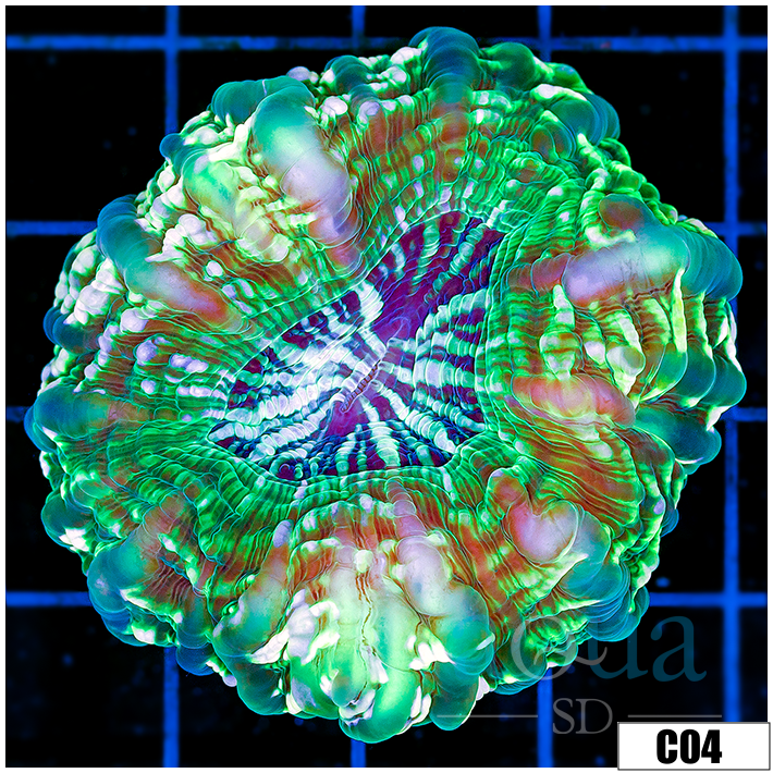 Aussie Nuclear Cynarina