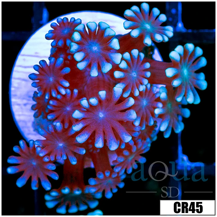 Aussie Ice Petals Alveopora