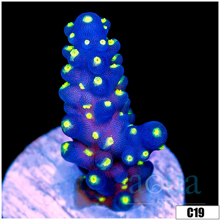 Bonsai Tort Acropora