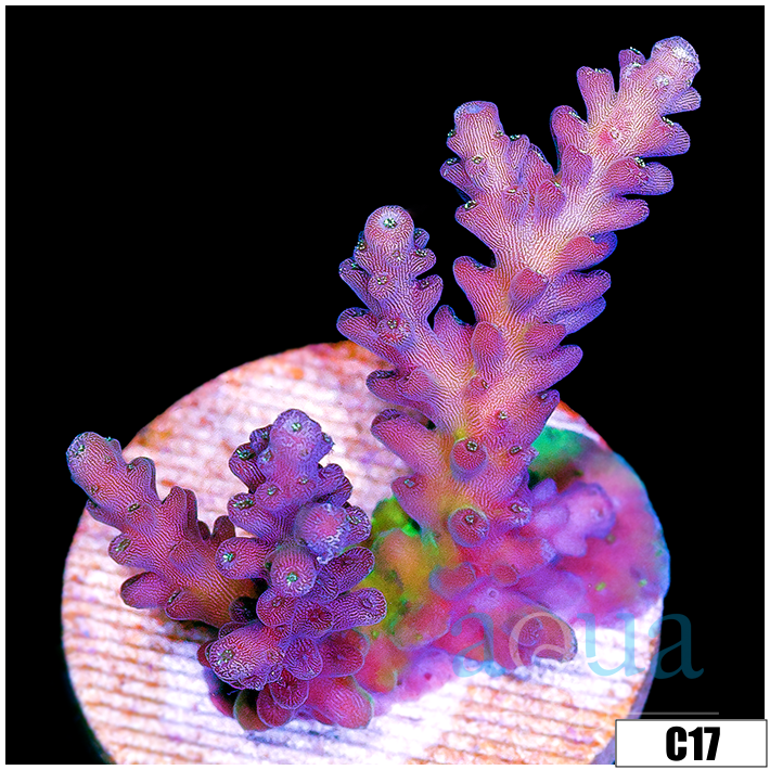 Monsoon Aquacultured Daydream Acropora