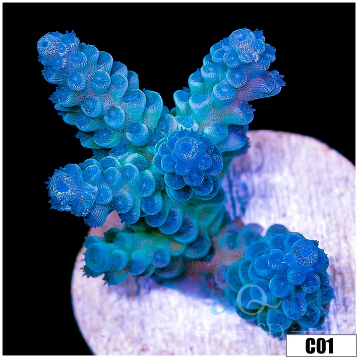 Monsoon Aquacultured Iced Tenuis