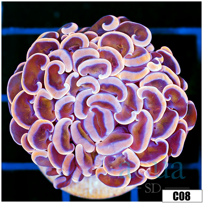 Monsoon Aquacultured Pink Dragon Scale Hammer