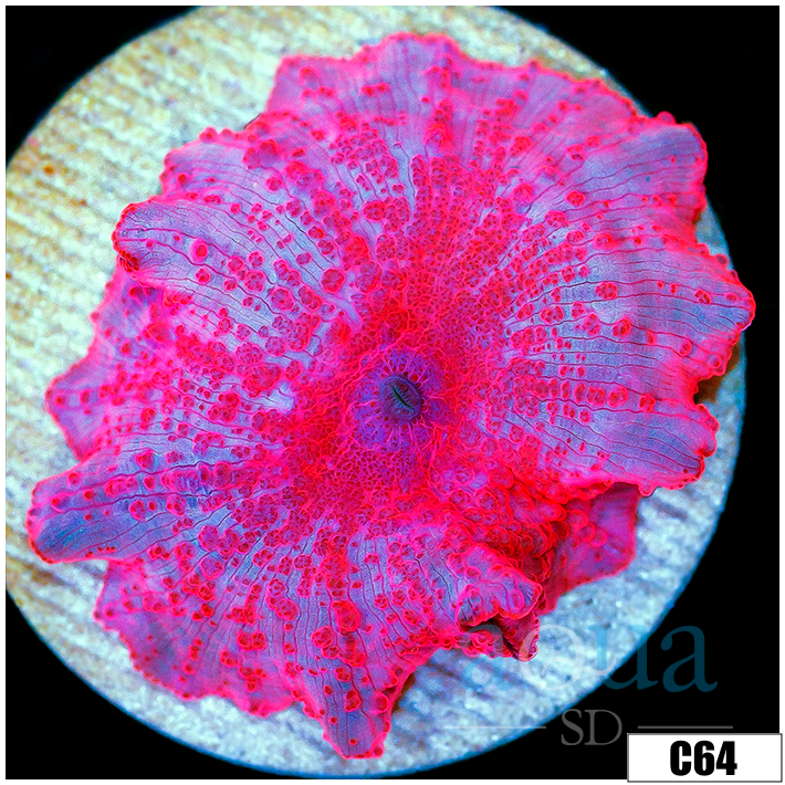 ASD Stripper Lips Discosoma Mushroom