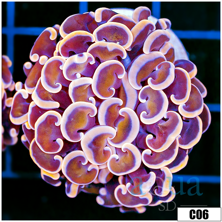 Monsoon Aquacultured Pink Dragon Scale Hammer