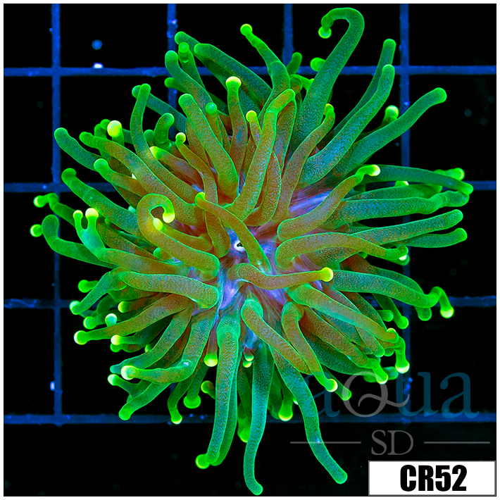 Indo Yellow Tipped Torch