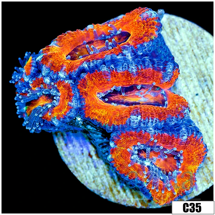 Aussie Aquacultured Rainbow Acan Lord