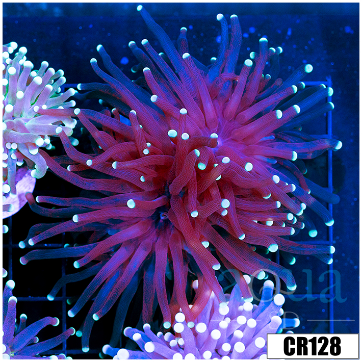 Soloman Island Purple Torch