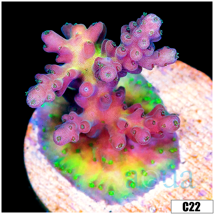 Monsoon Aquacultured Daydream Acropora