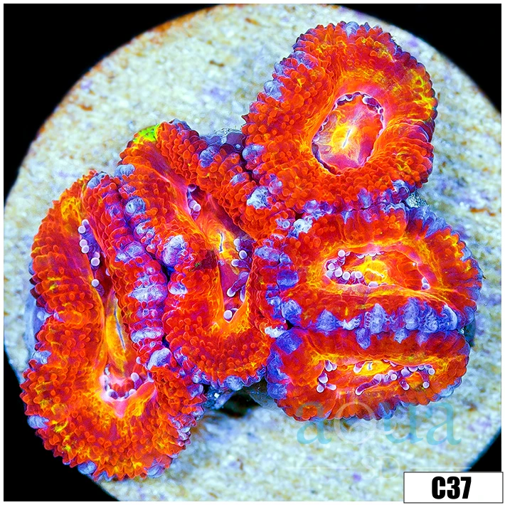 Aussie Aquacultured Rainbow Acan Lord