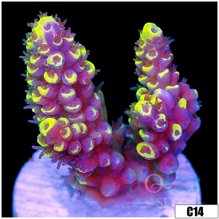 Wolverine Acropora