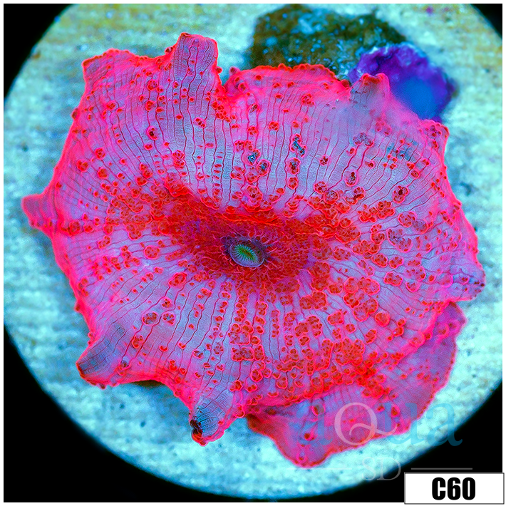 ASD Stripper Lips Discosoma Mushroom