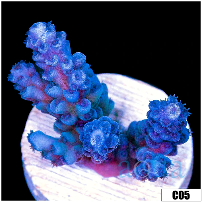Monsoon Aquacultured Iced Tenuis