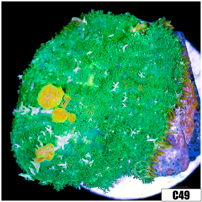 ASD Sunkist Bounce Mushroom