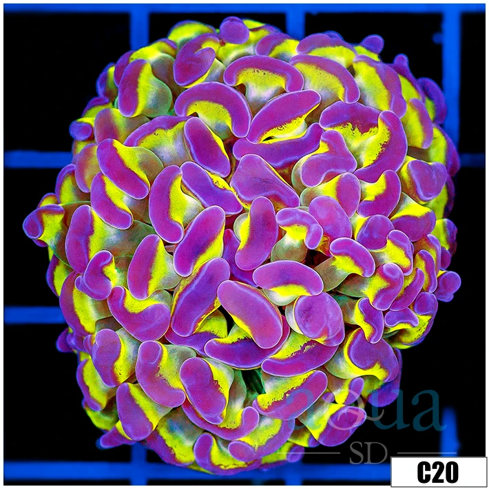Toxic Stem Hammer