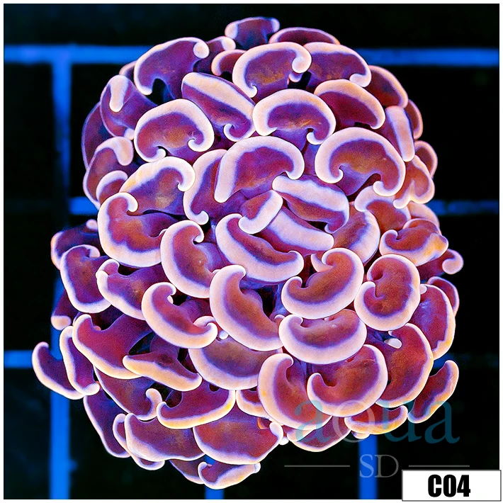 Monsoon Aquacultured Pink Dragon Scale Hammer