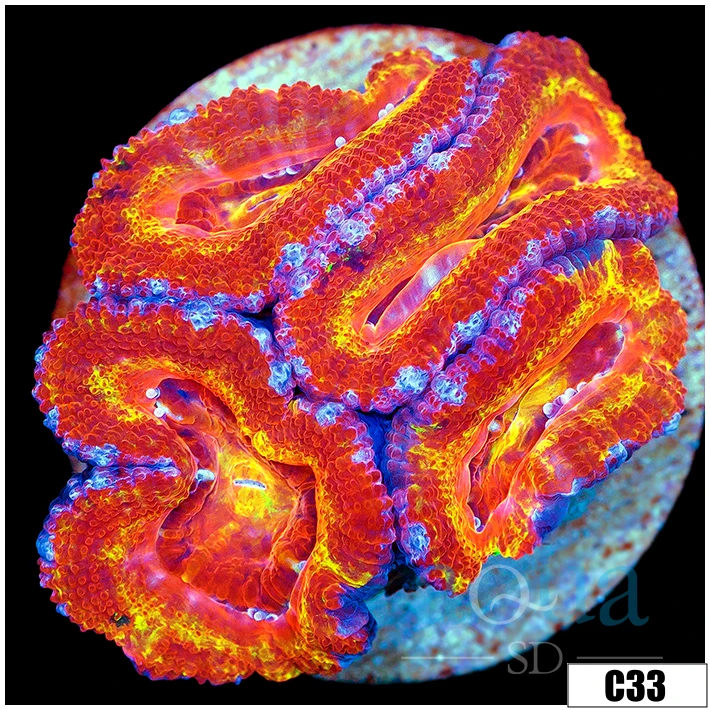 Aussie Aquacultured Rainbow Acan Lord