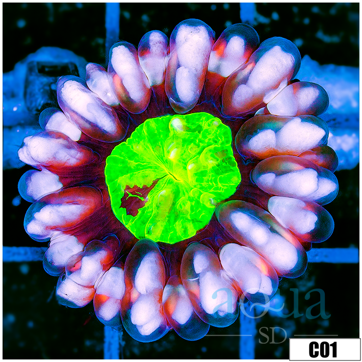 Soloman Island Button Cynarina