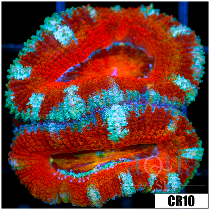 Ultra Teal Claw Acan Lord