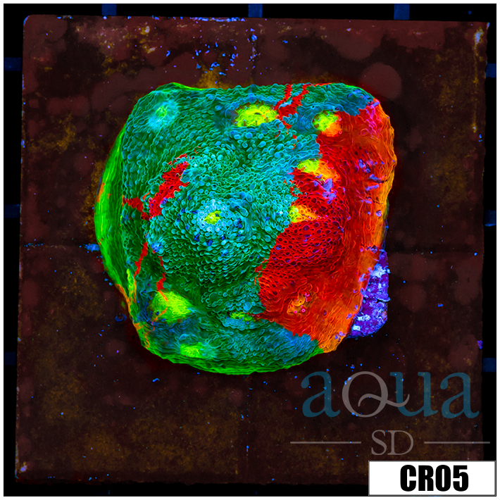 Tank Cultured Rainbow Chalice on 3 inch Disk