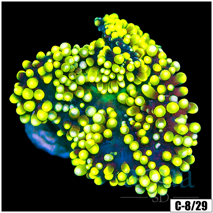 1 inch Green Haddoni Carpet Anemone