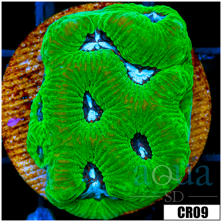 Aussie Cultured Platy Favia