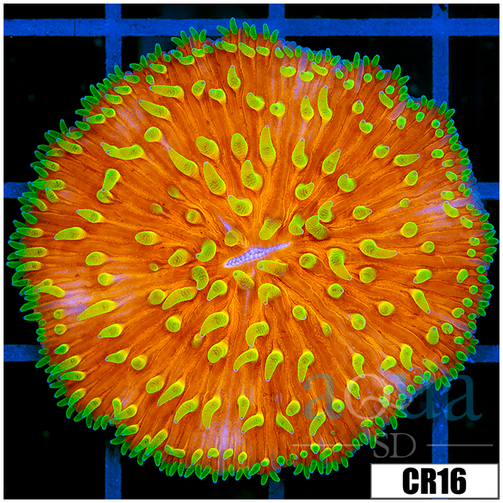 Yellow Tentacle Plate Coral