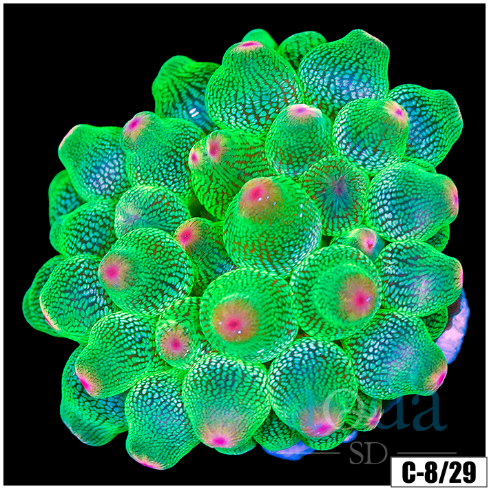Acid Wash Bubble Tip Anemone
