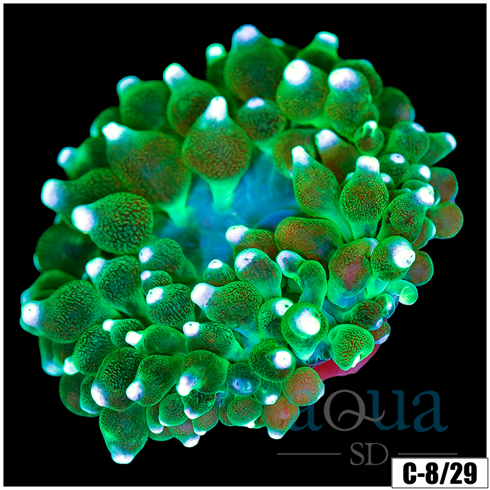 White Tip Bubble Tip Anemone