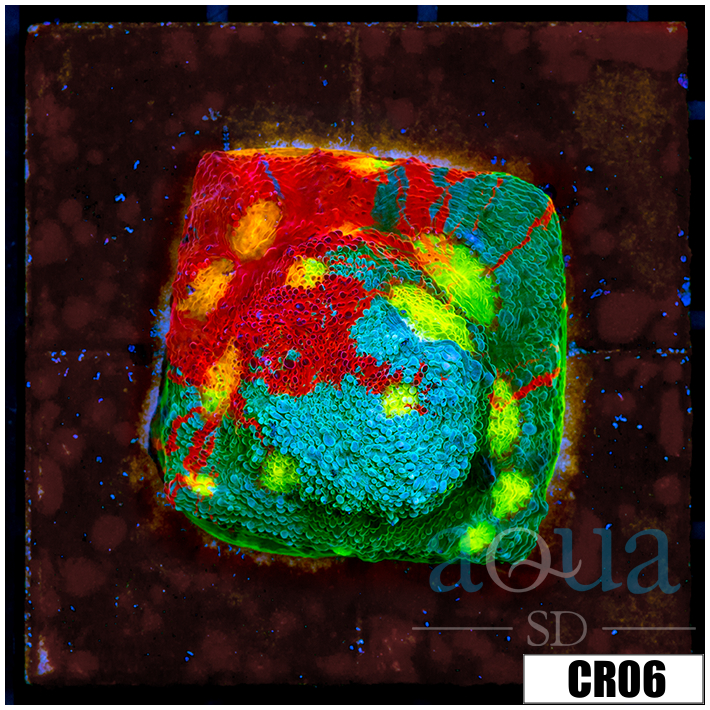 Tank Cultured Rainbow Chalice on 3 inch Disk