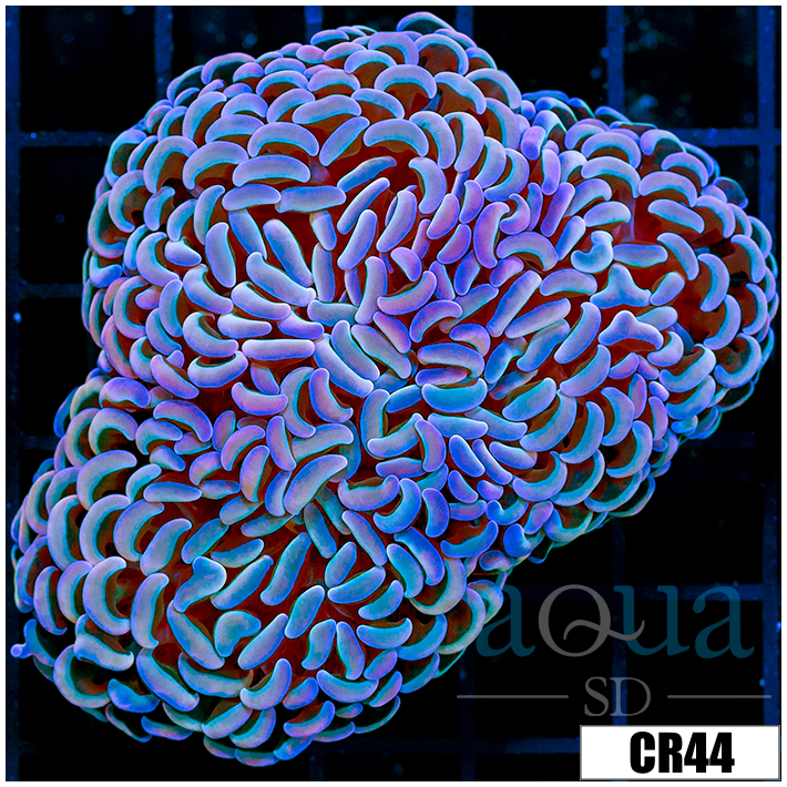 Aussie Orange Prismatic Hammer