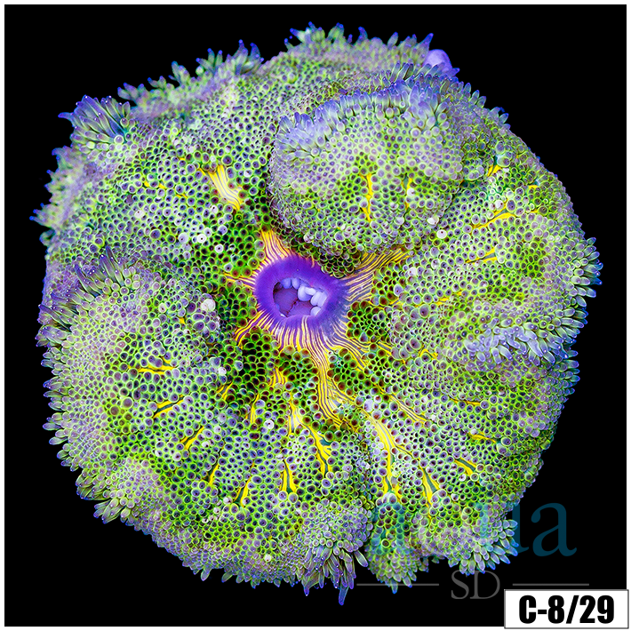 ASD Maxi Mini Carpet Anemone