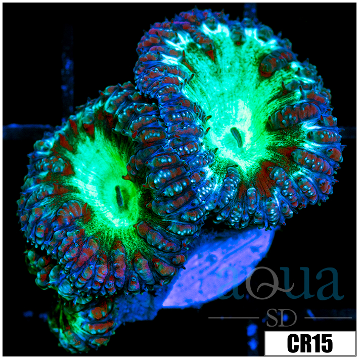Aussie Purple Rim Blasto