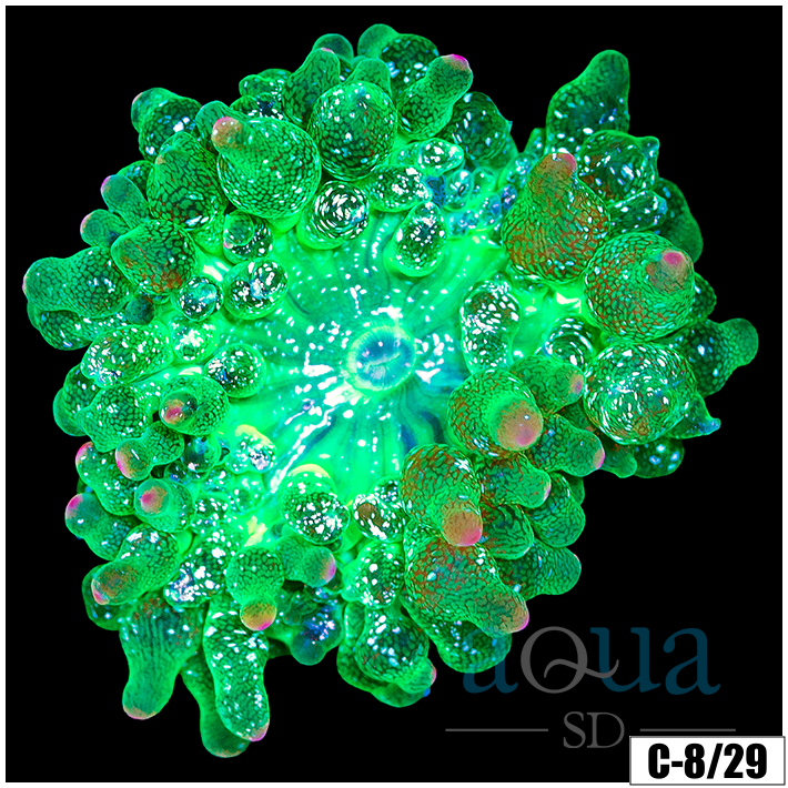 Acid Wash Bubble Tip Anemone