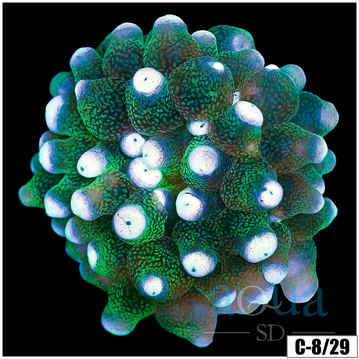 White Tip Bubble Tip Anemone