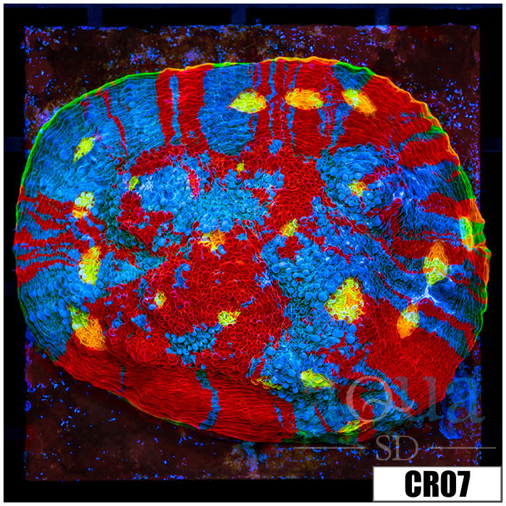 Tank Cultured Rainbow Chalice on 3 inch Disk