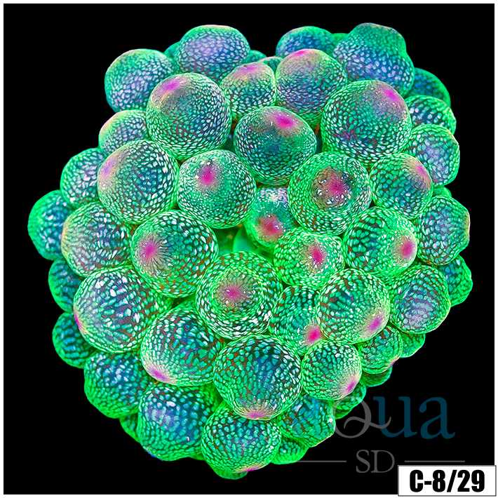 Acid Wash Bubble Tip Anemone