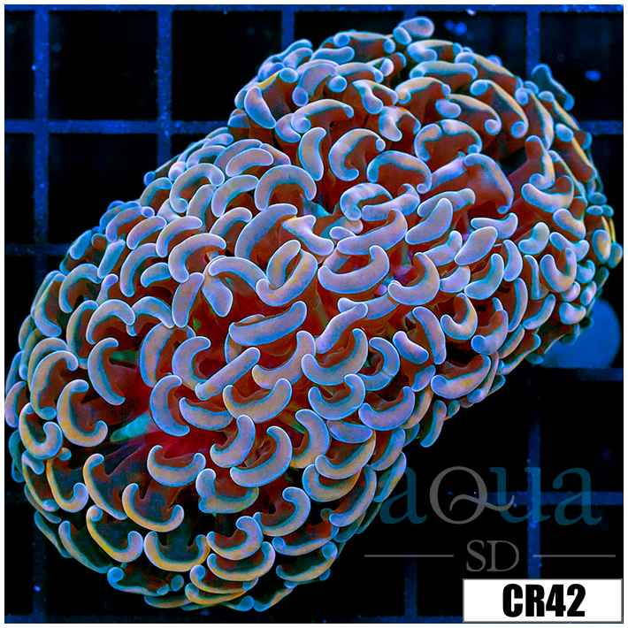Aussie Orange Prismatic Hammer