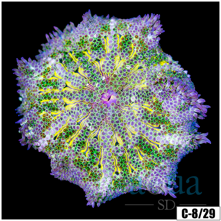 ASD Maxi Mini Carpet Anemone