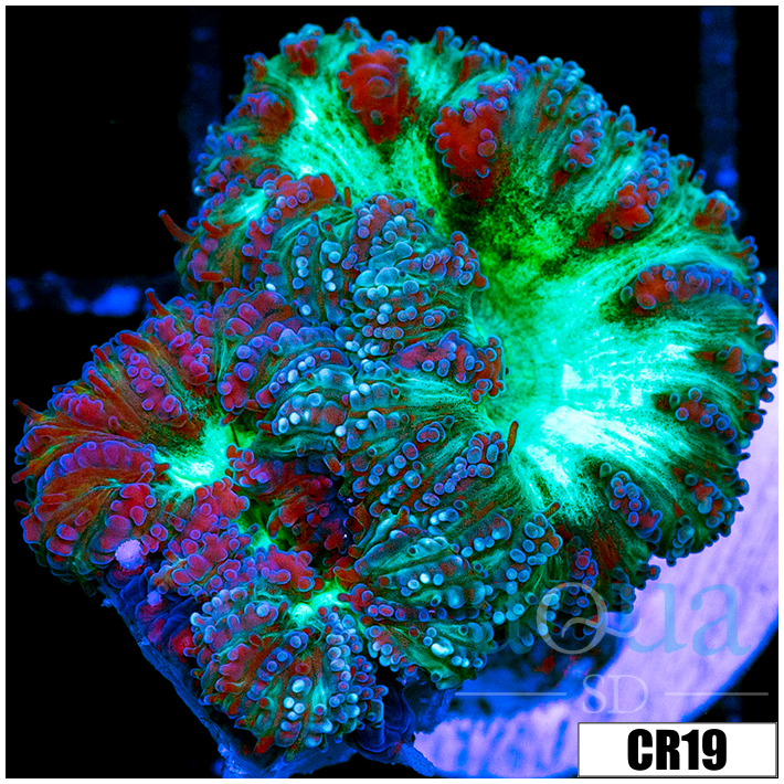 Aussie Purple Rim Blasto