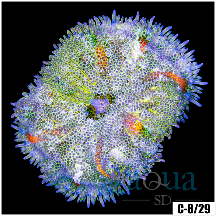 ASD Maxi Mini Carpet Anemone
