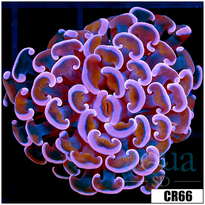 Aussie Pink Dragon Scale Hammer