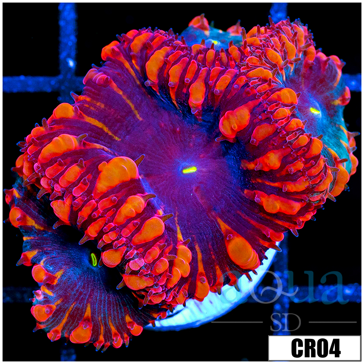Aussie Black Hole Blasto