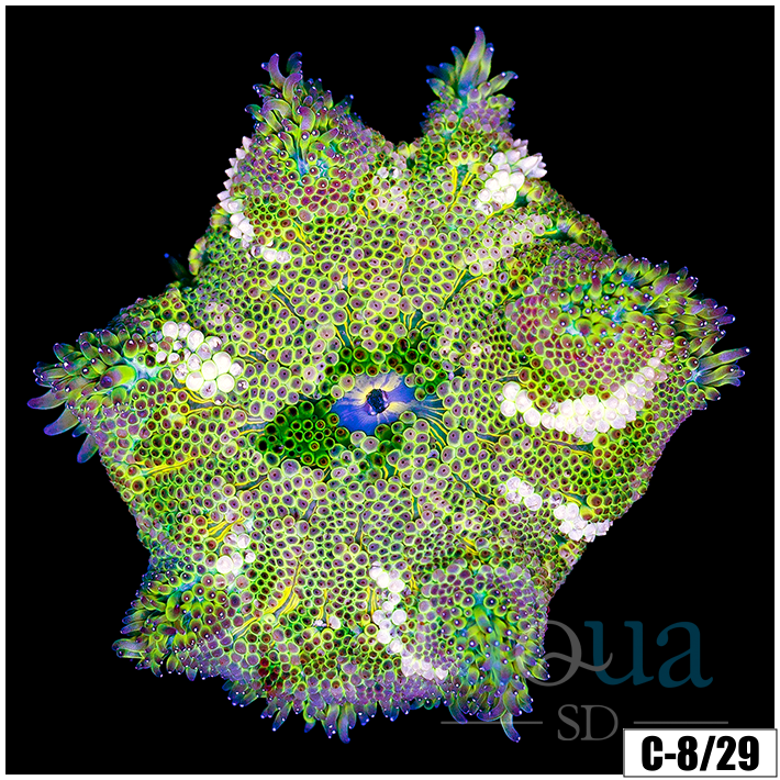 ASD Maxi Mini Carpet Anemone