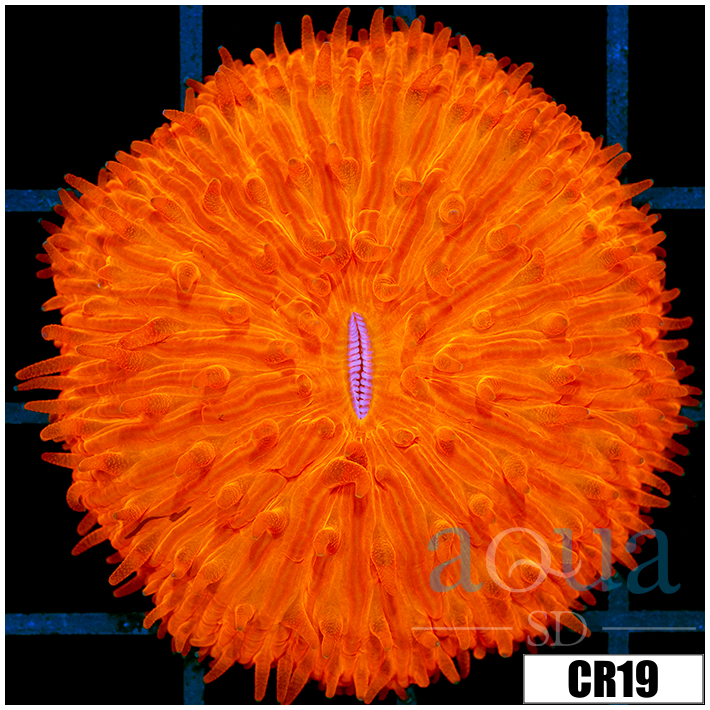 Aussie Orange Plate Coral