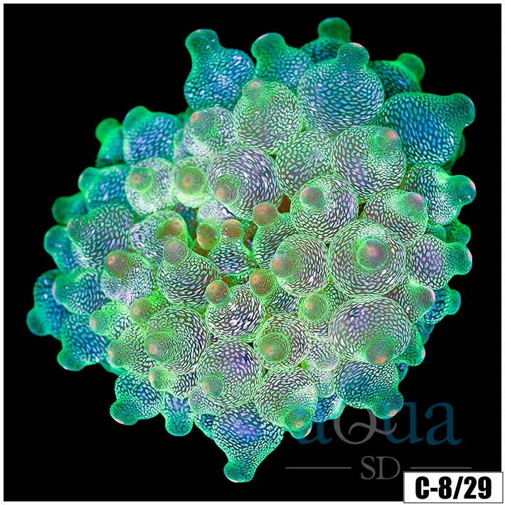 Acid Wash Bubble Tip Anemone